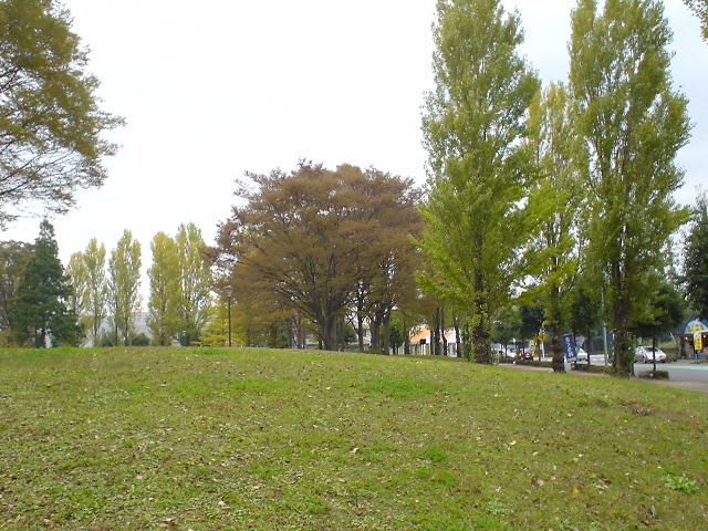 公園の並木