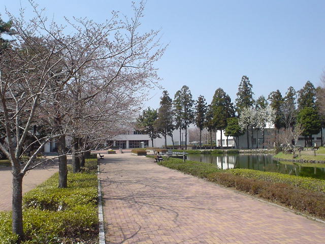 大学構内の桜