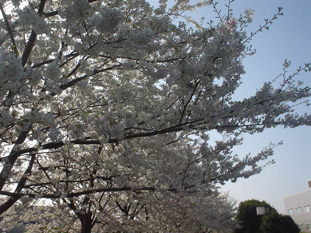 ペデ上の桜