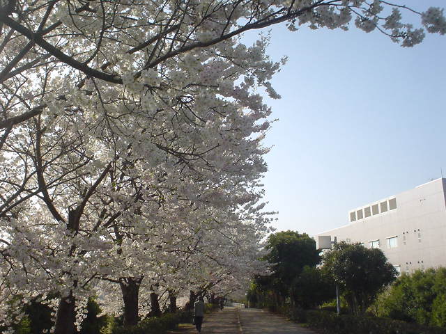 ペデ上の桜