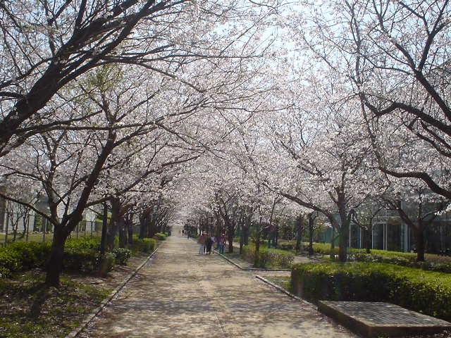 国際会議場前の桜並木