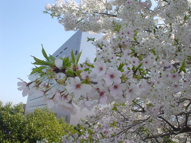 金材研横の桜