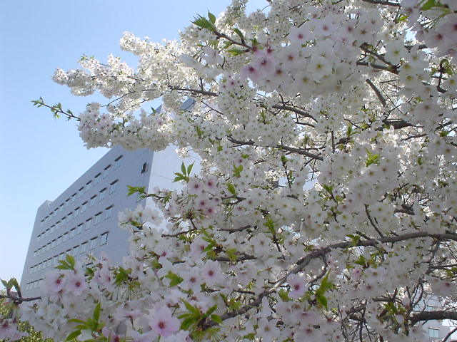 金材研横の桜