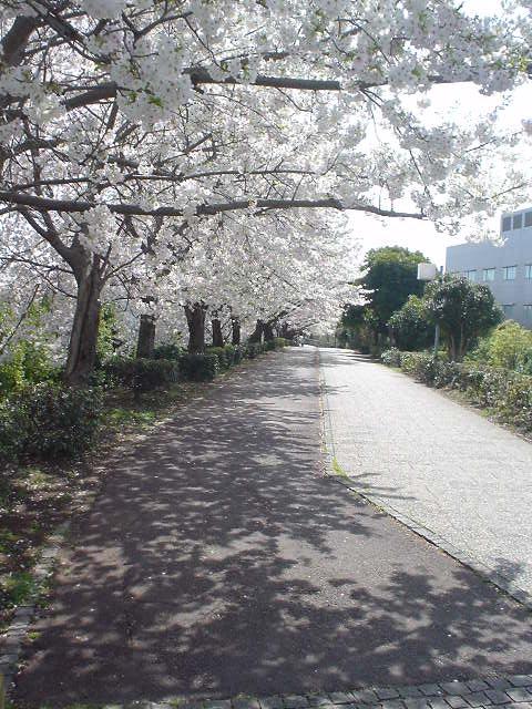 ペデ上の桜並木