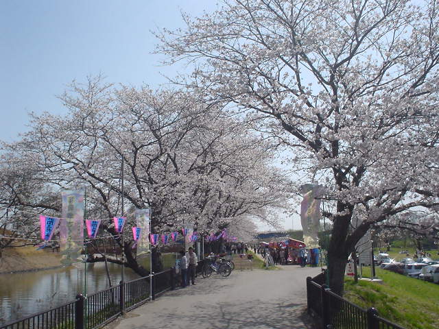 福岡堰の桜並木