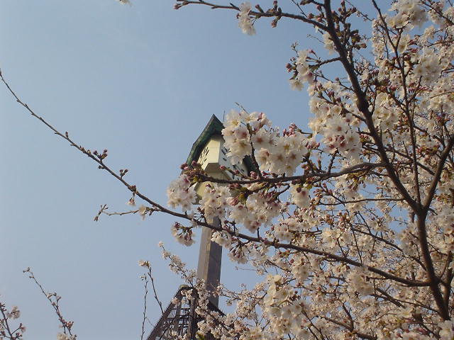 二の宮公園の桜