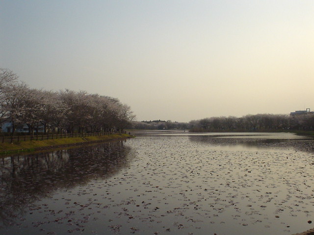 乙戸沼公園の桜