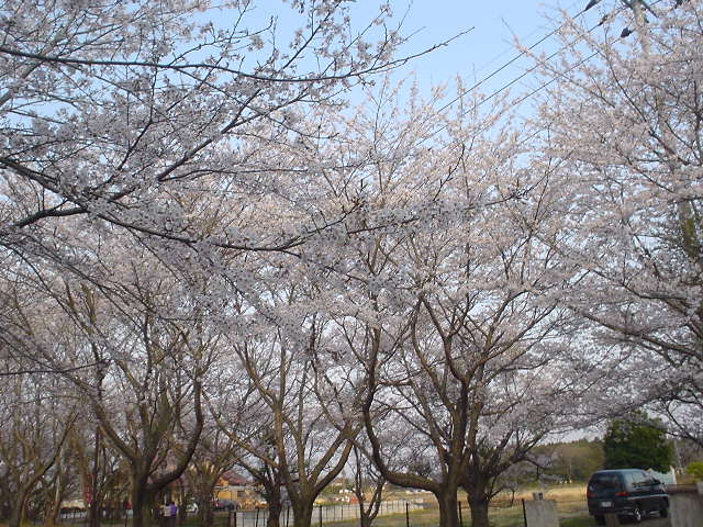 乙戸沼公園の桜