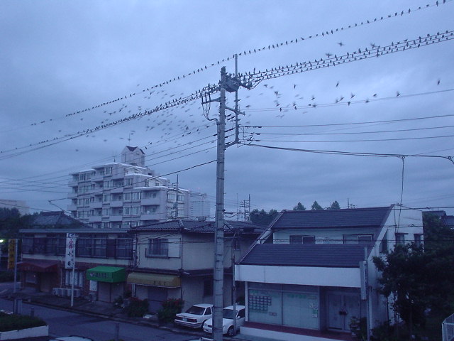 電線にとまる鳥の群れ