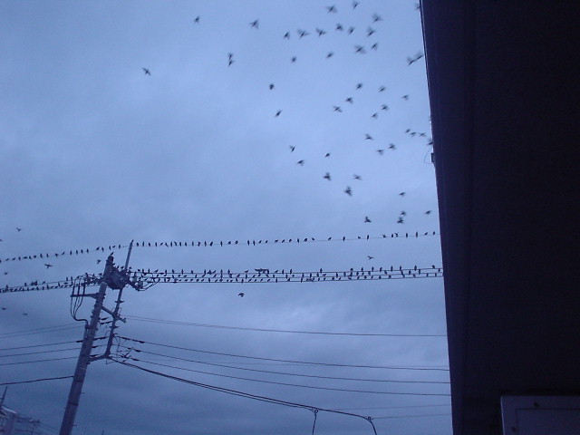 電線にとまる鳥の群れ