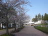 大学構内の桜