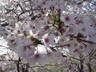 南大通り上の桜
