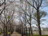 竹園小学校前の桜並木
