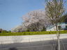カピオ前の桜