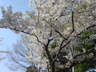 カピオ前の桜