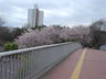 ジャスコ前の桜