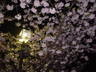 ペデ上の八重桜