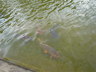 松見公園の鯉