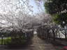 エポカル前の桜並木