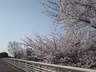南大通り上の桜