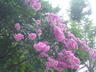 赤塚公園の花
